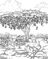 A coloring page of nature in africa